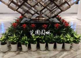 深圳地区高端绿植租赁 绿植租摆 金牌服务高质量认准工匠艺圃